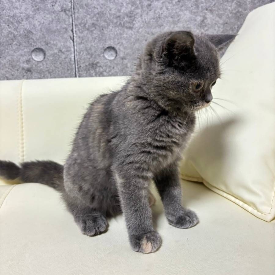 【已售出】英短-藍奶小鬍子