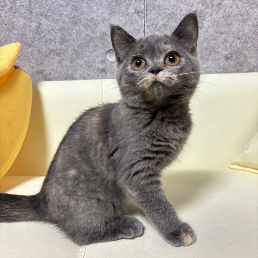 【已售出】英短-藍奶小鬍子