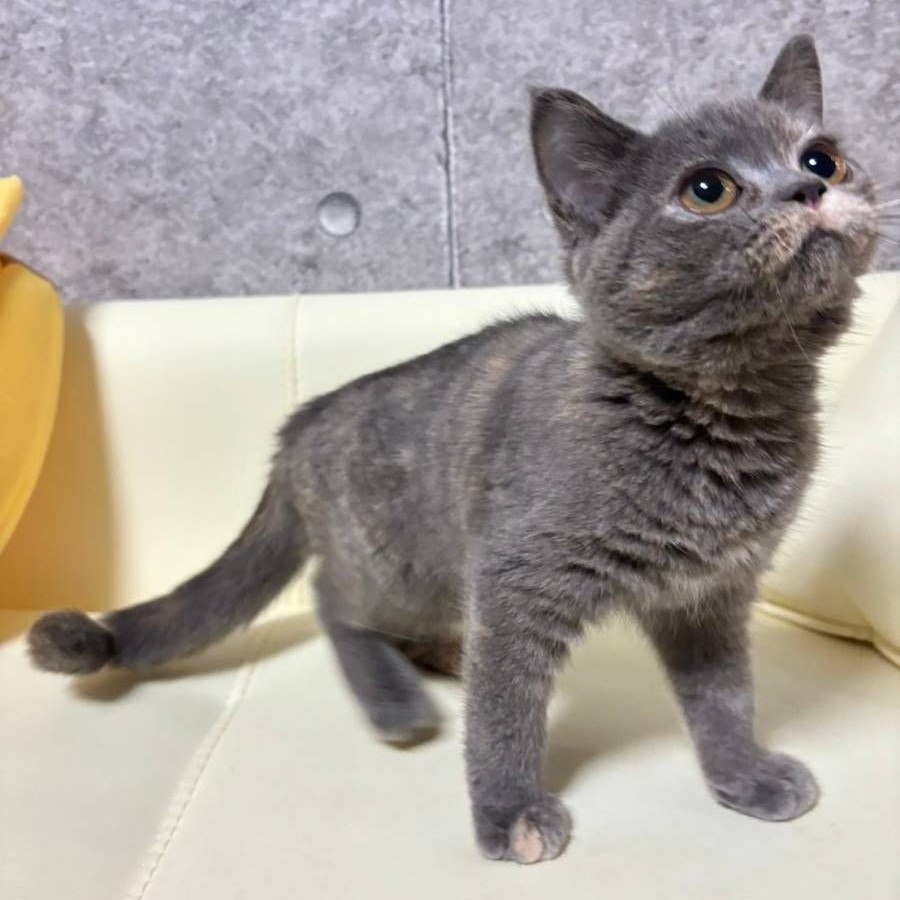 【已售出】英短-藍奶小鬍子