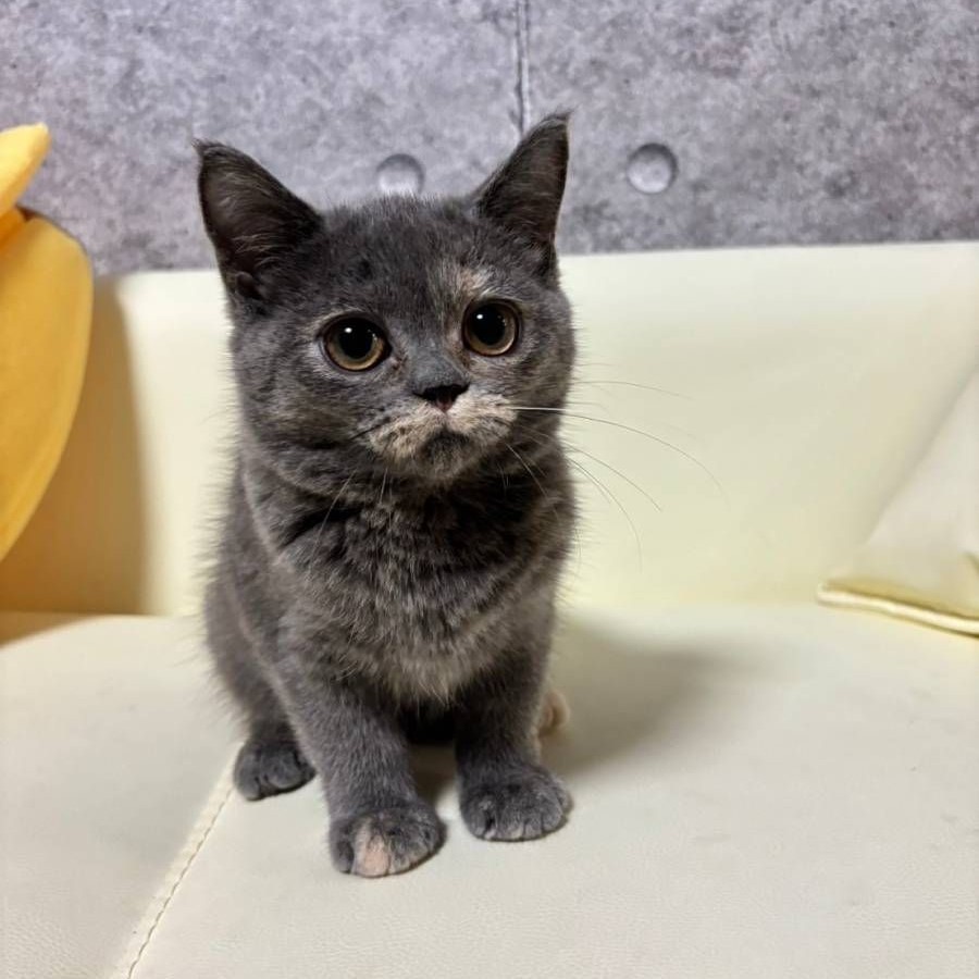 【已售出】英短-藍奶小鬍子