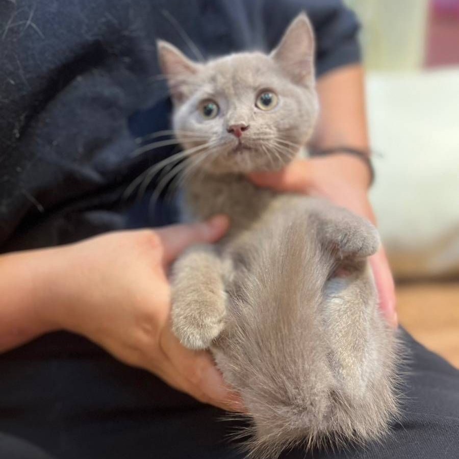 【已售出】英短-紫丁香