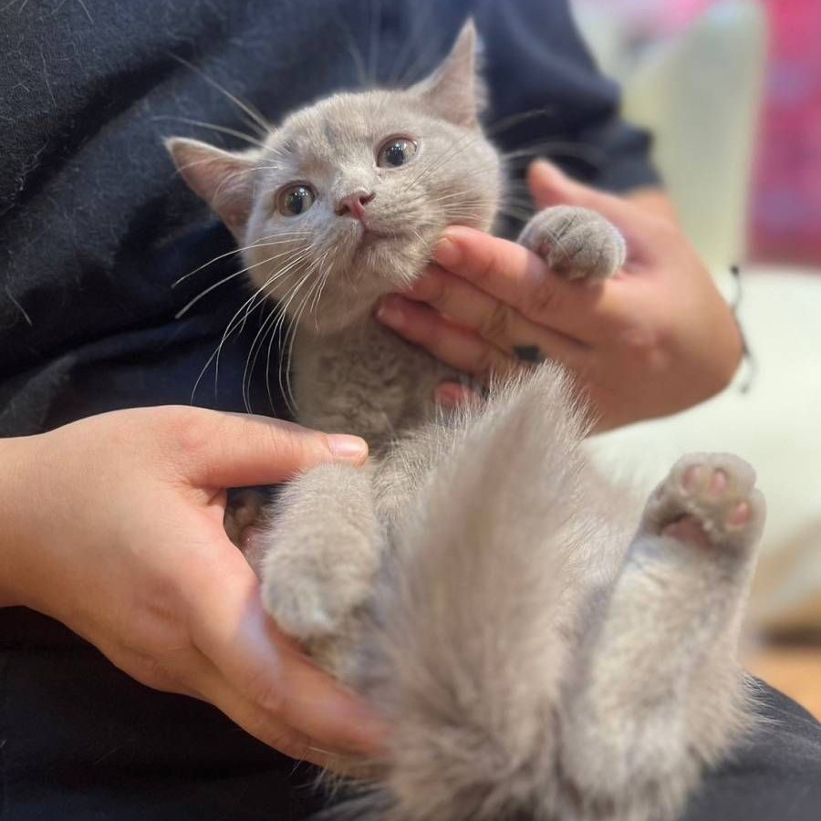 【已售出】英短-紫丁香