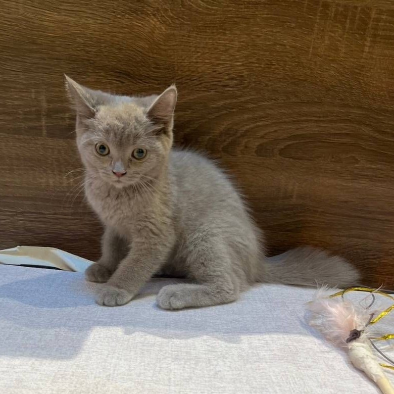 【已售出】英短-紫丁香