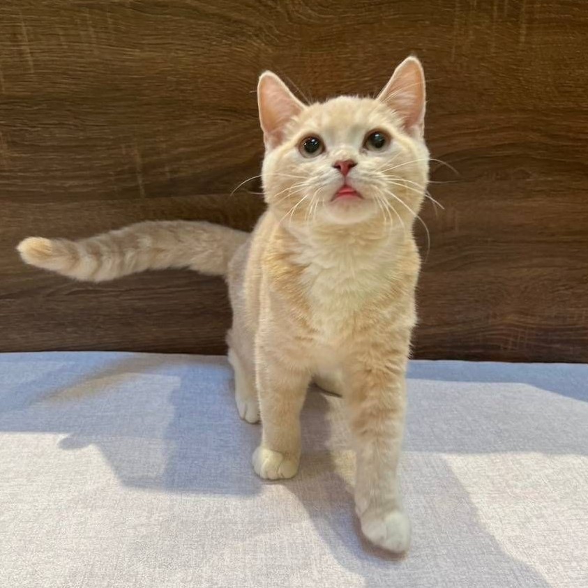 【已售出】英短-奶油