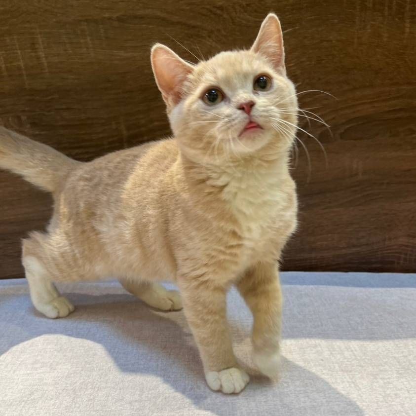 【已售出】英短-奶油