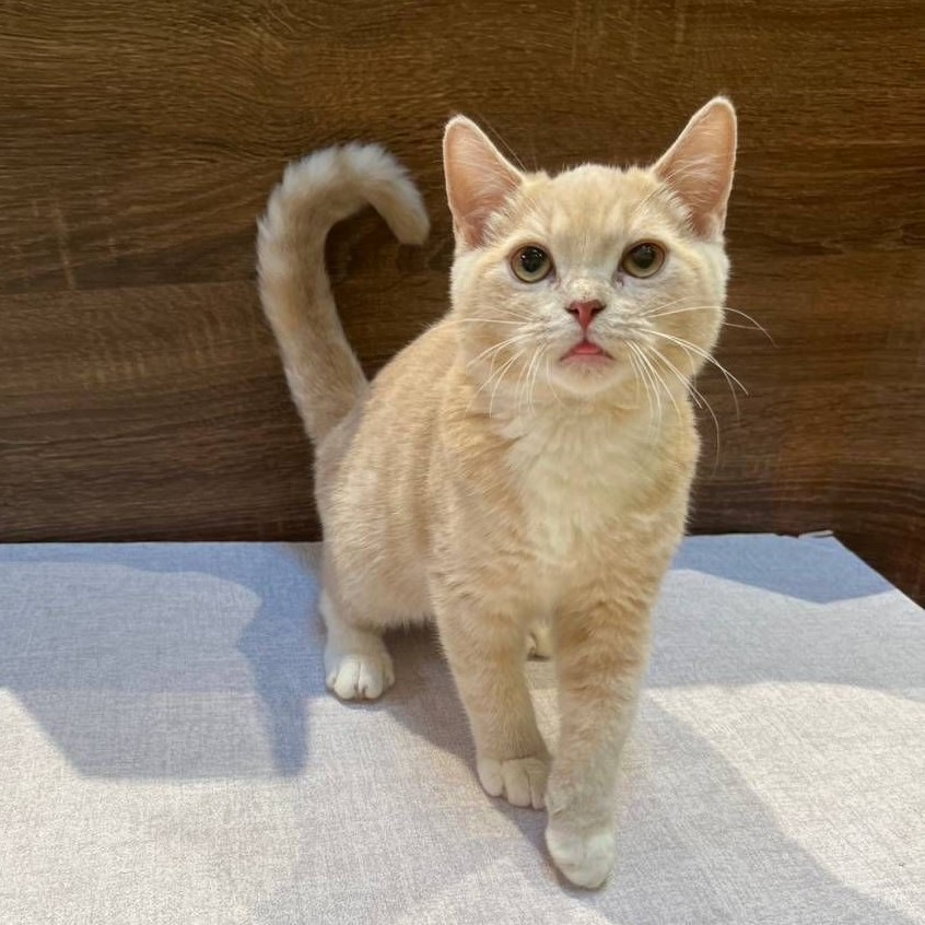 【已售出】英短-奶油