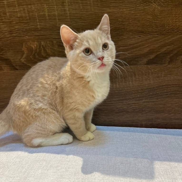 【已售出】英短-奶油