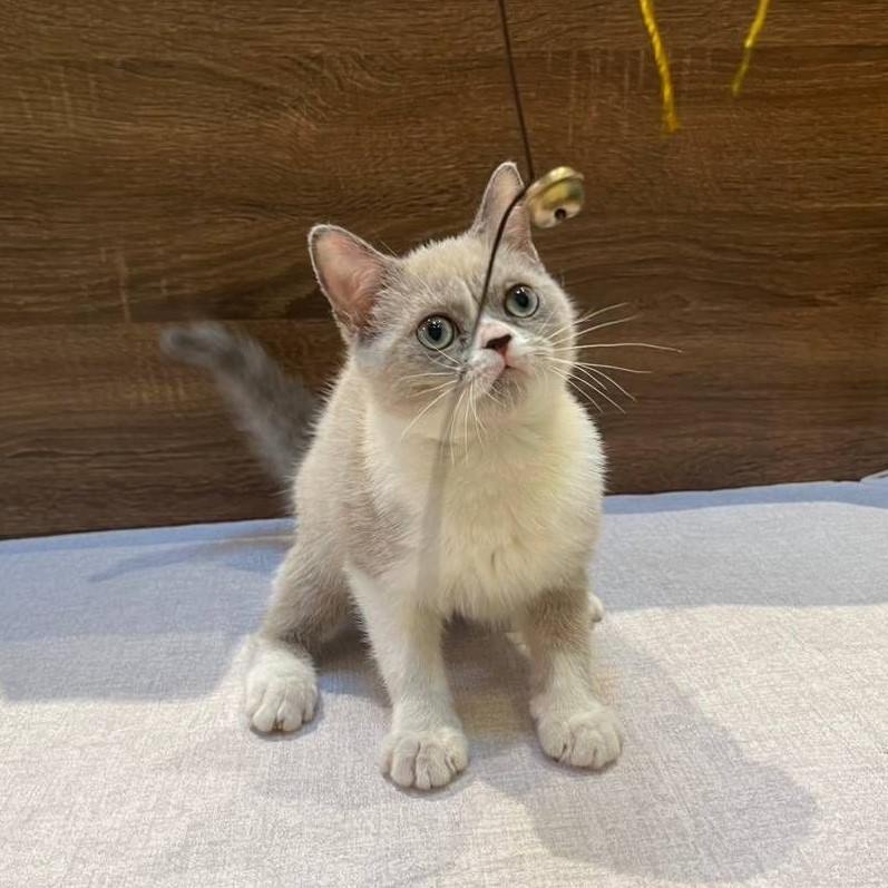 【已售出】英短-丁香白