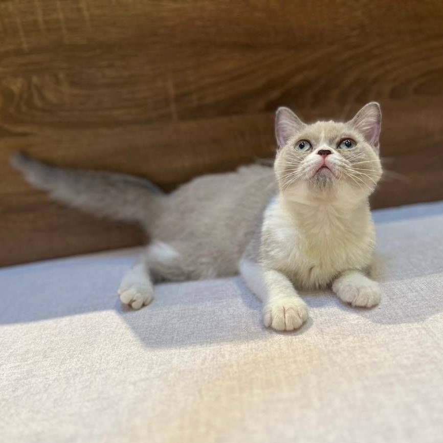 【已售出】英短-丁香白