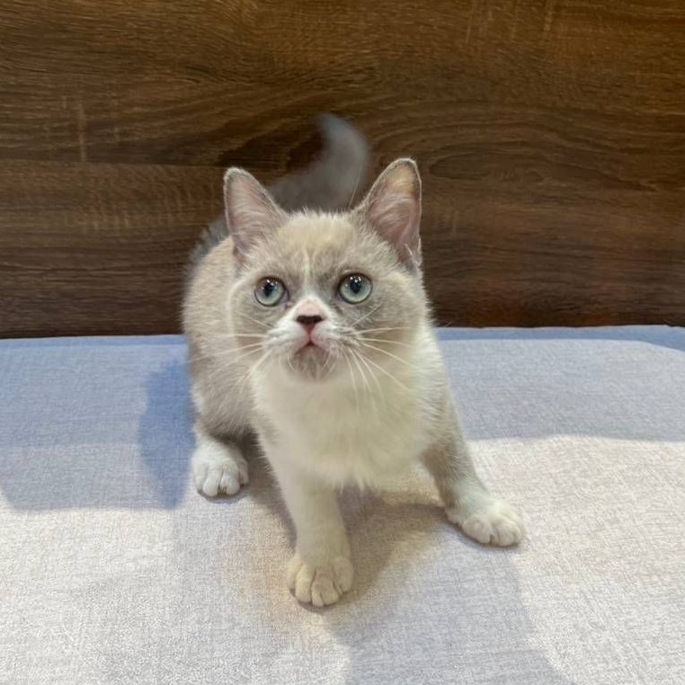 【已售出】英短-丁香白