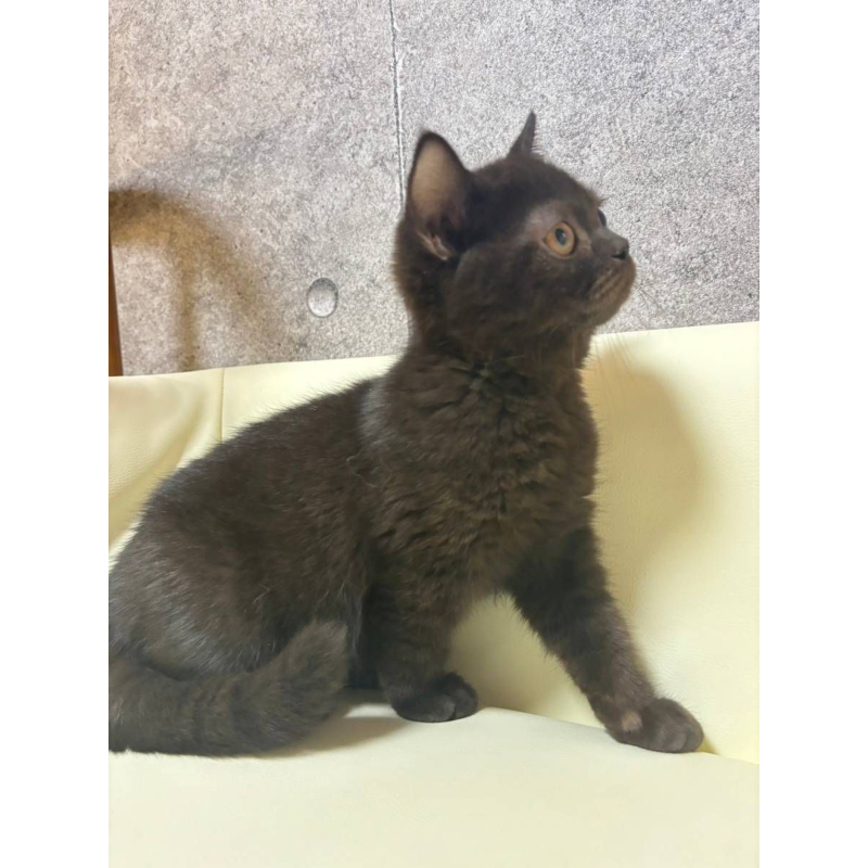 【已售出】英短-巧克力黑