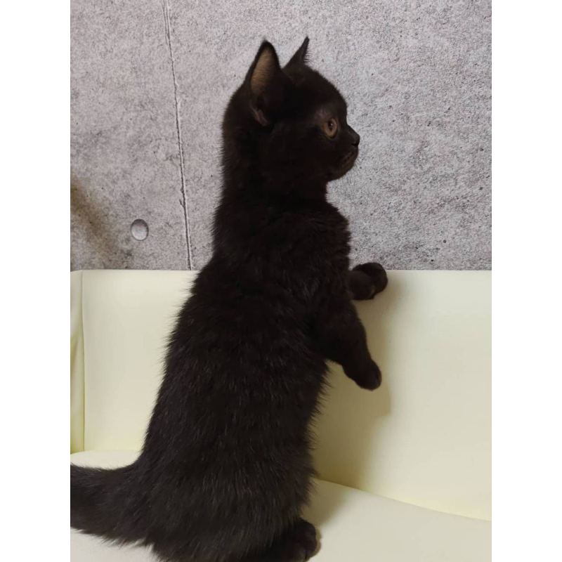 【已售出】英短-巧克力黑