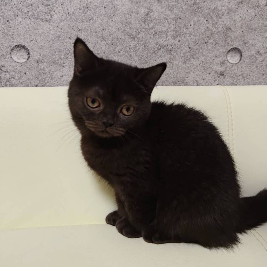 【已售出】英短-巧克力黑