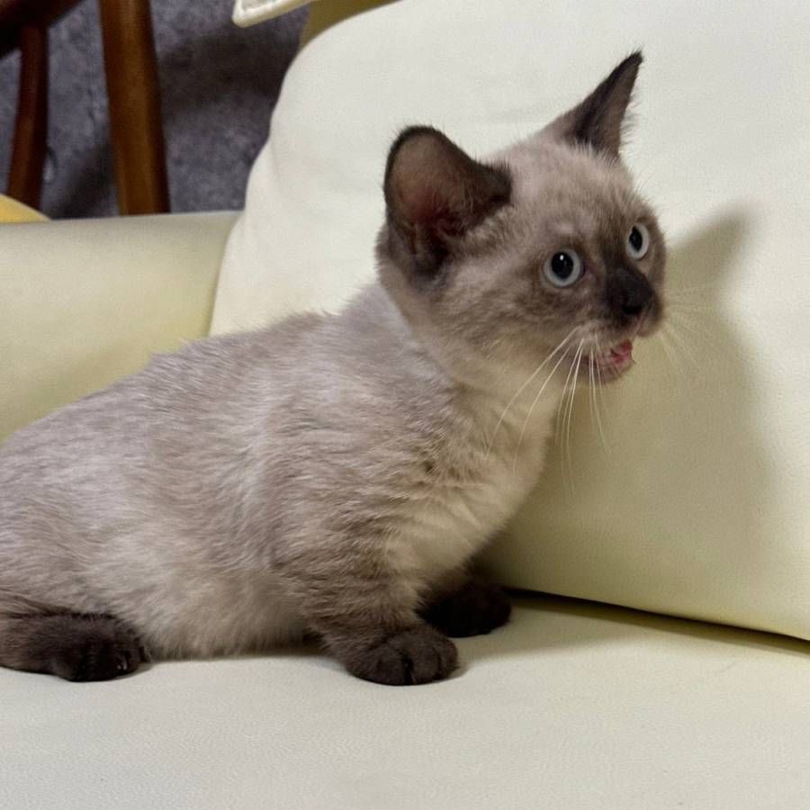 【已售出】曼赤肯-重點色