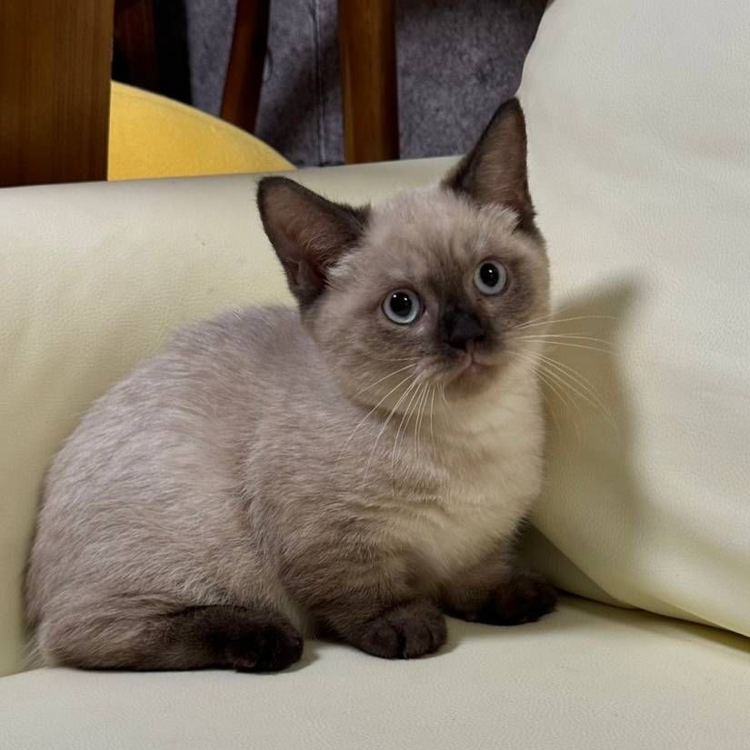 【已售出】曼赤肯-重點色