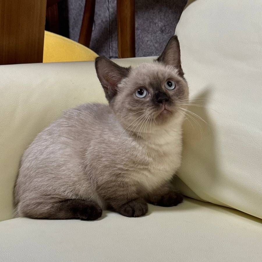 【已售出】曼赤肯-重點色