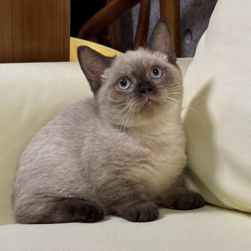 【已售出】曼赤肯-重點色