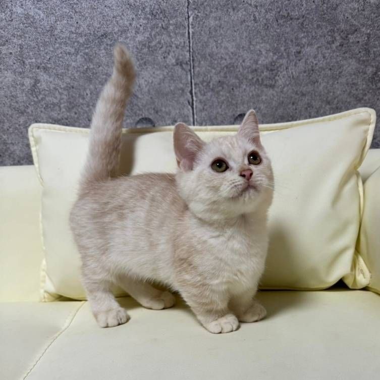 【已售出】曼赤肯-奶油