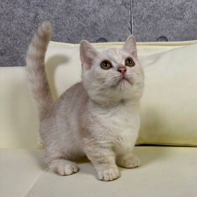 【已售出】曼赤肯-奶油