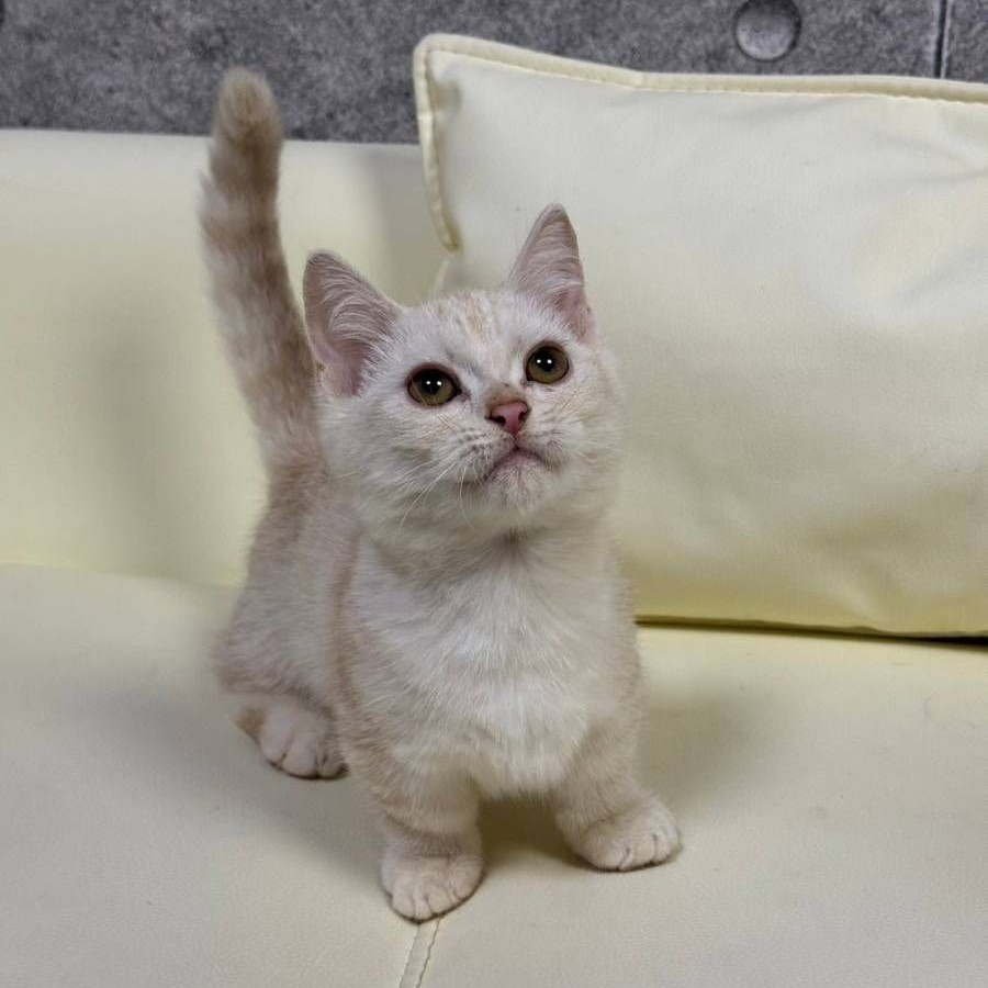 【已售出】曼赤肯-奶油