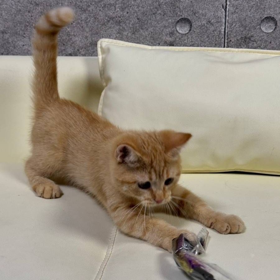 【已售出】英短-橘色