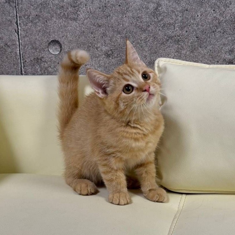 【已售出】英短-橘色