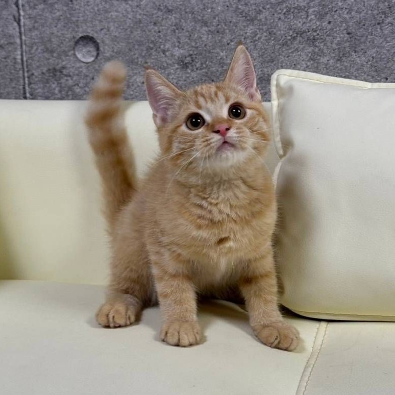 【已售出】英短-橘色