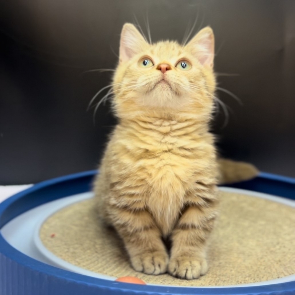 【已售出】曼赤肯