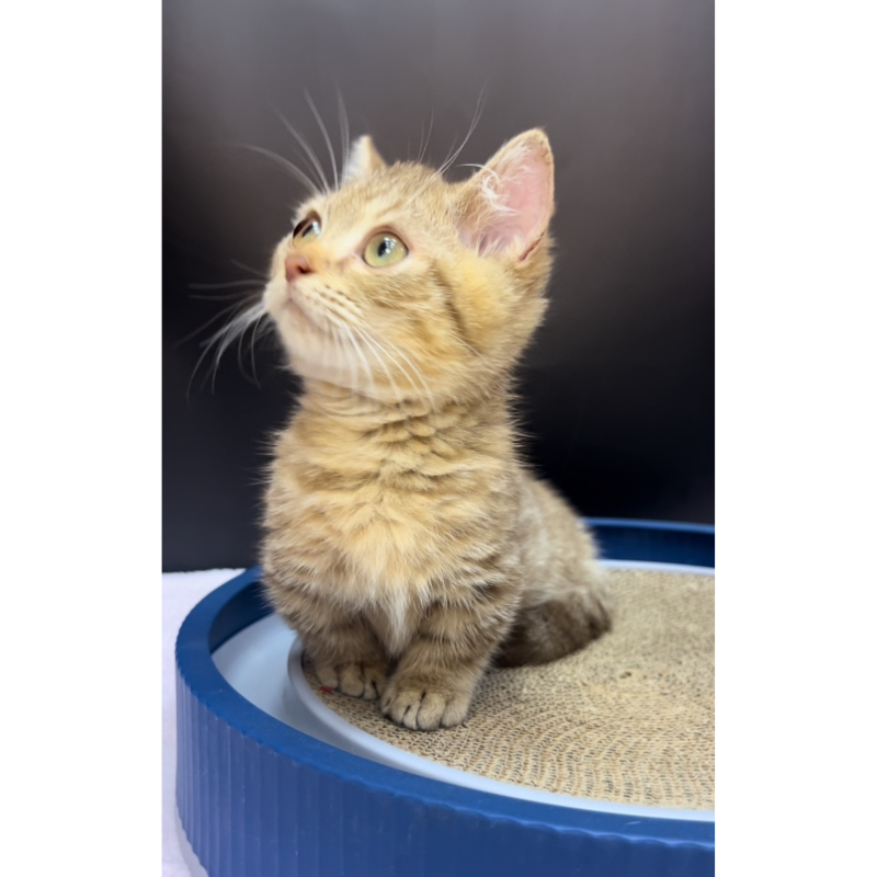 【已售出】曼赤肯