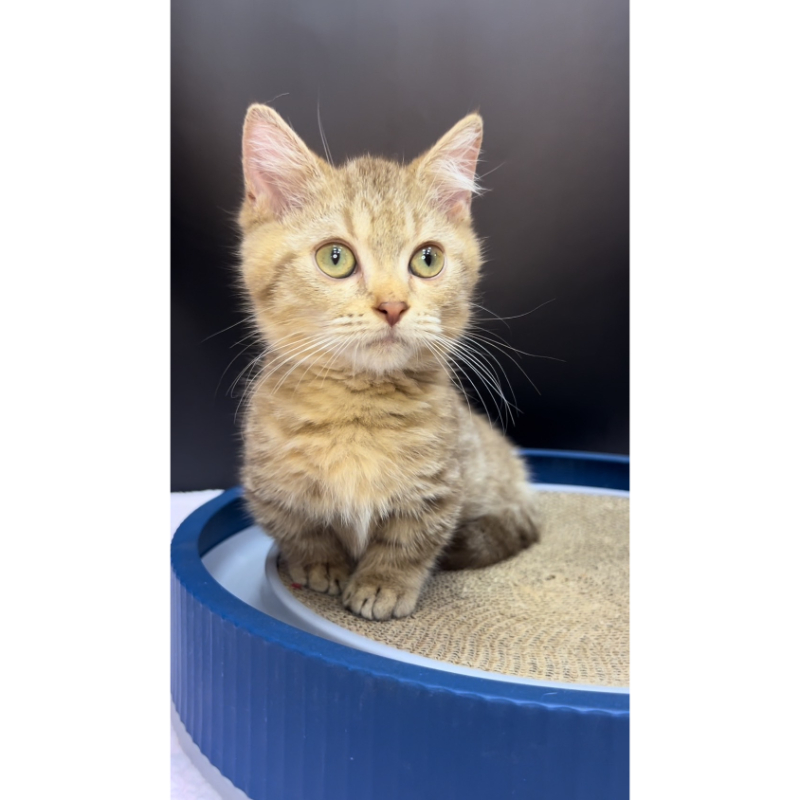 【已售出】曼赤肯