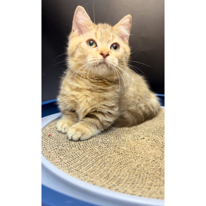 【已售出】曼赤肯