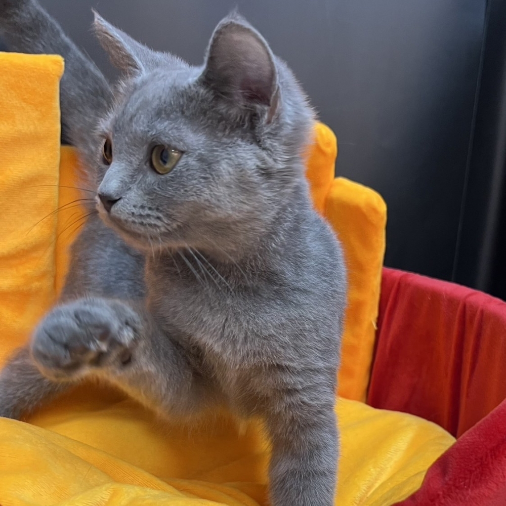 【已售出】英短-藍