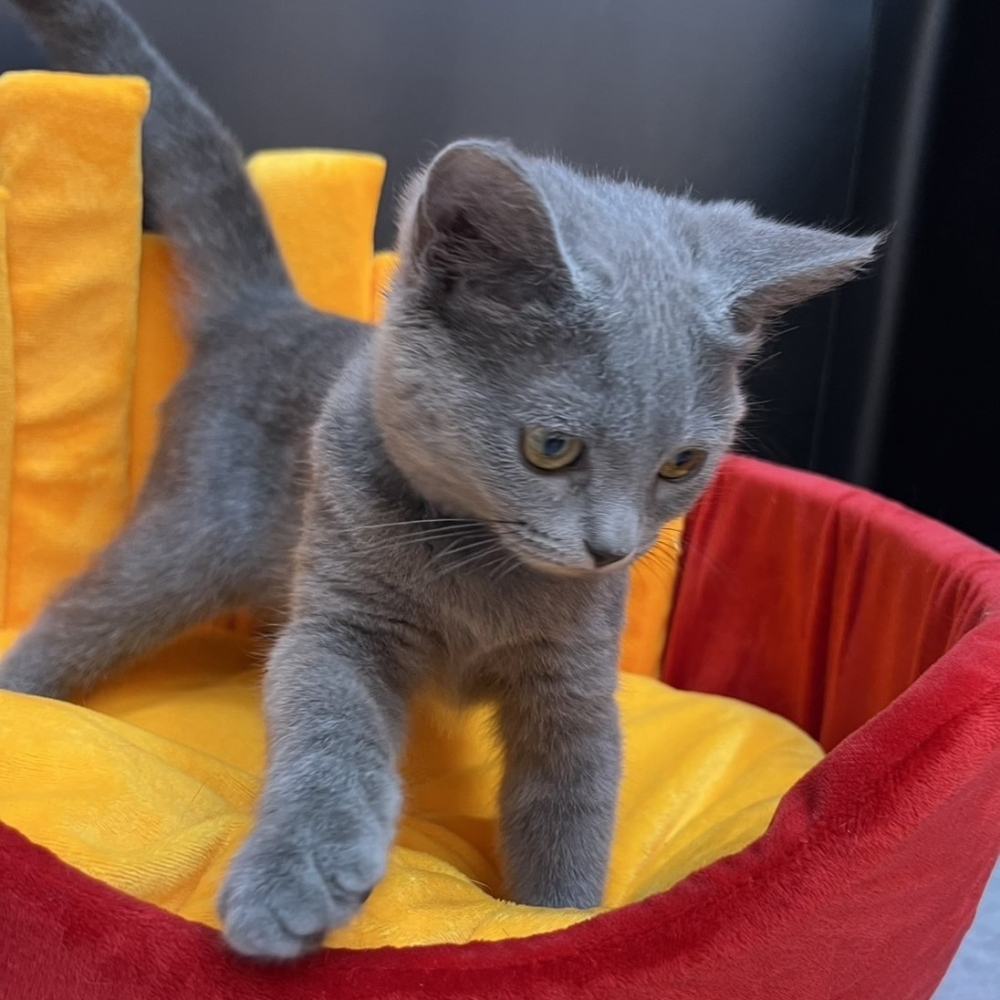 【已售出】英短-藍