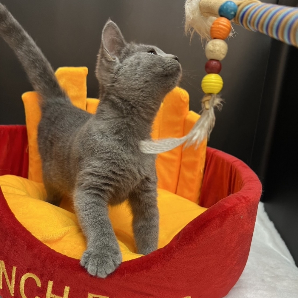 【已售出】英短-藍