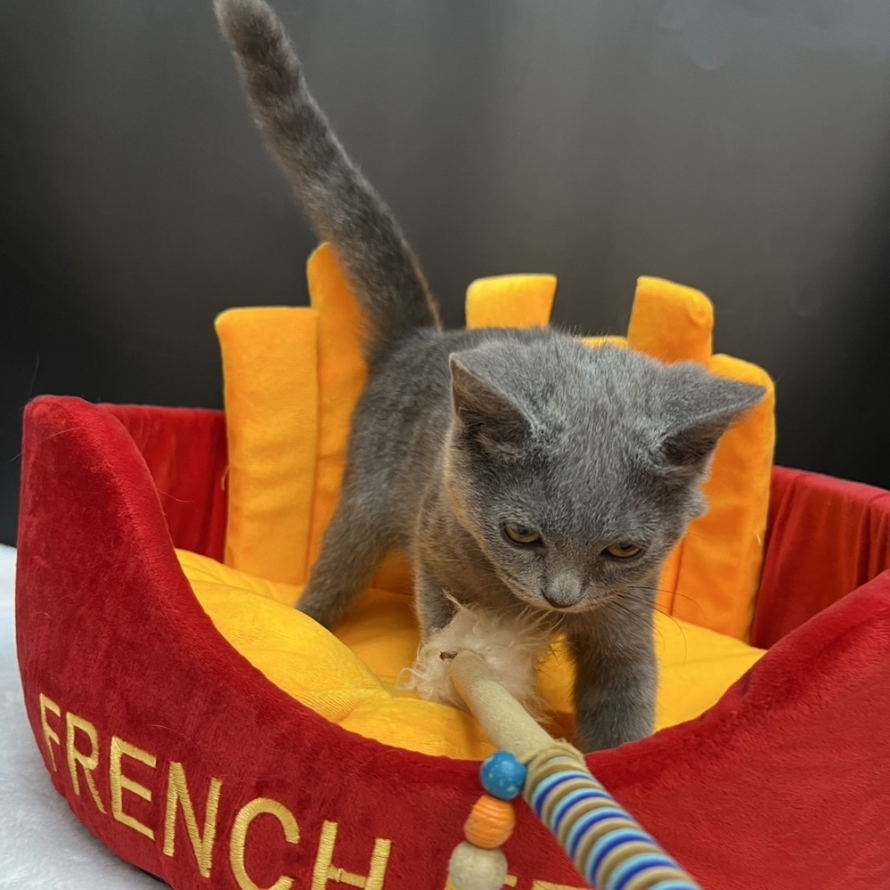 【已售出】英短-藍