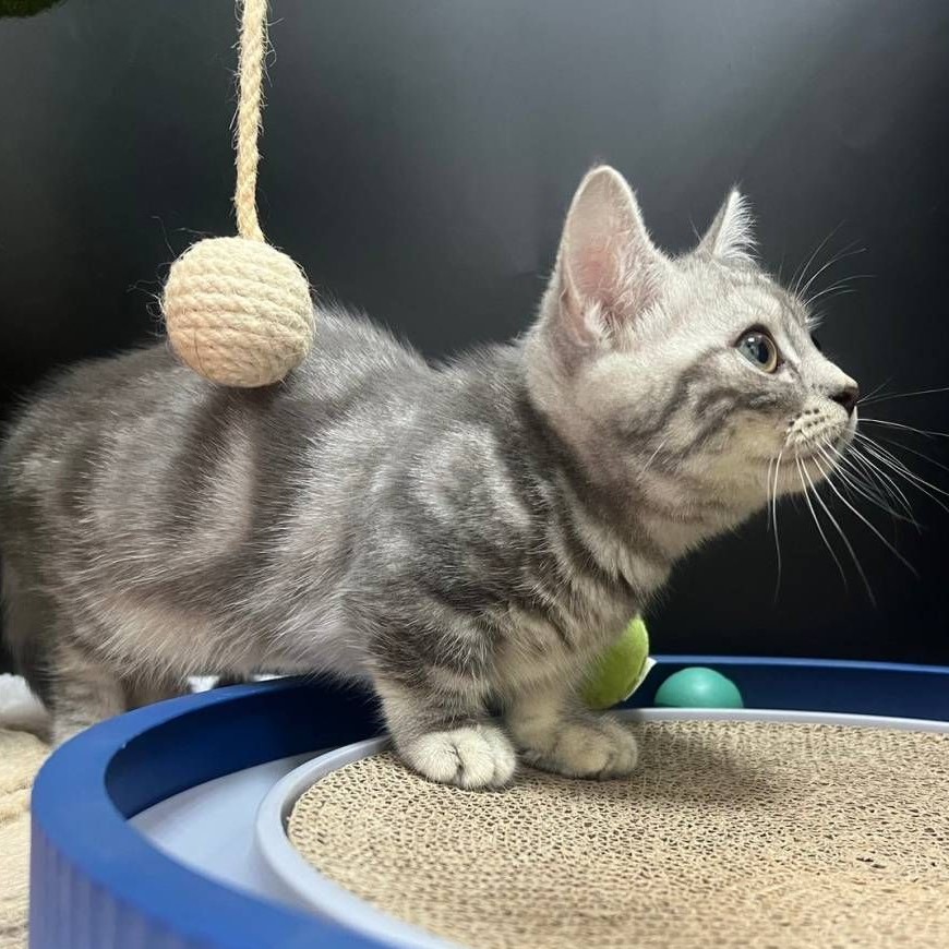 【已售出】曼赤肯-螺旋紋