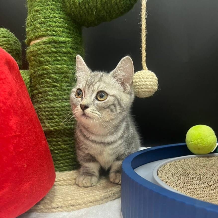 【已售出】曼赤肯-螺旋紋