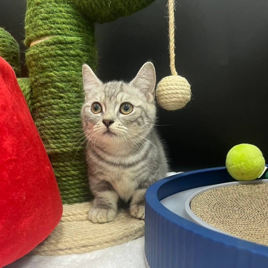 【已售出】曼赤肯-螺旋紋