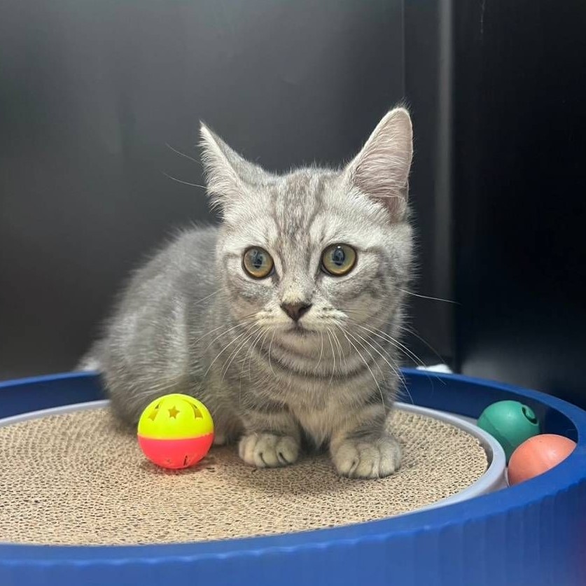 【已售出】曼赤肯-螺旋紋