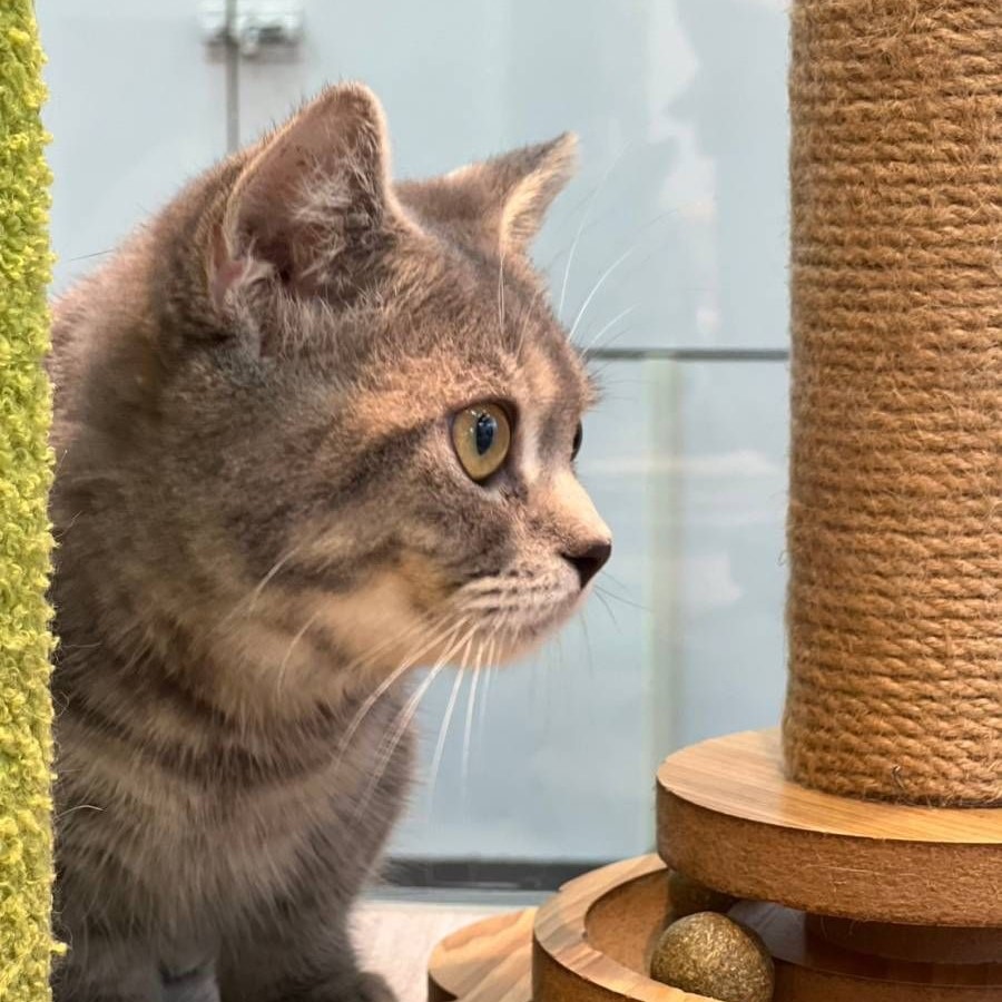 【已售出】曼赤肯-藍虎斑