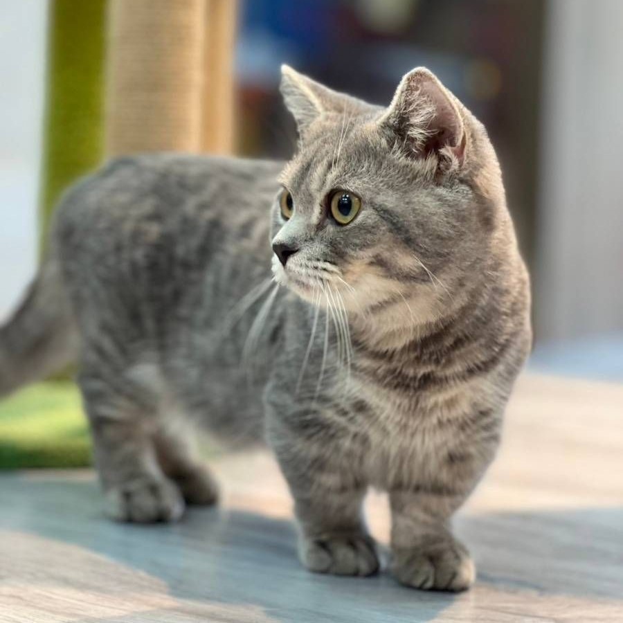 【已售出】曼赤肯-藍虎斑