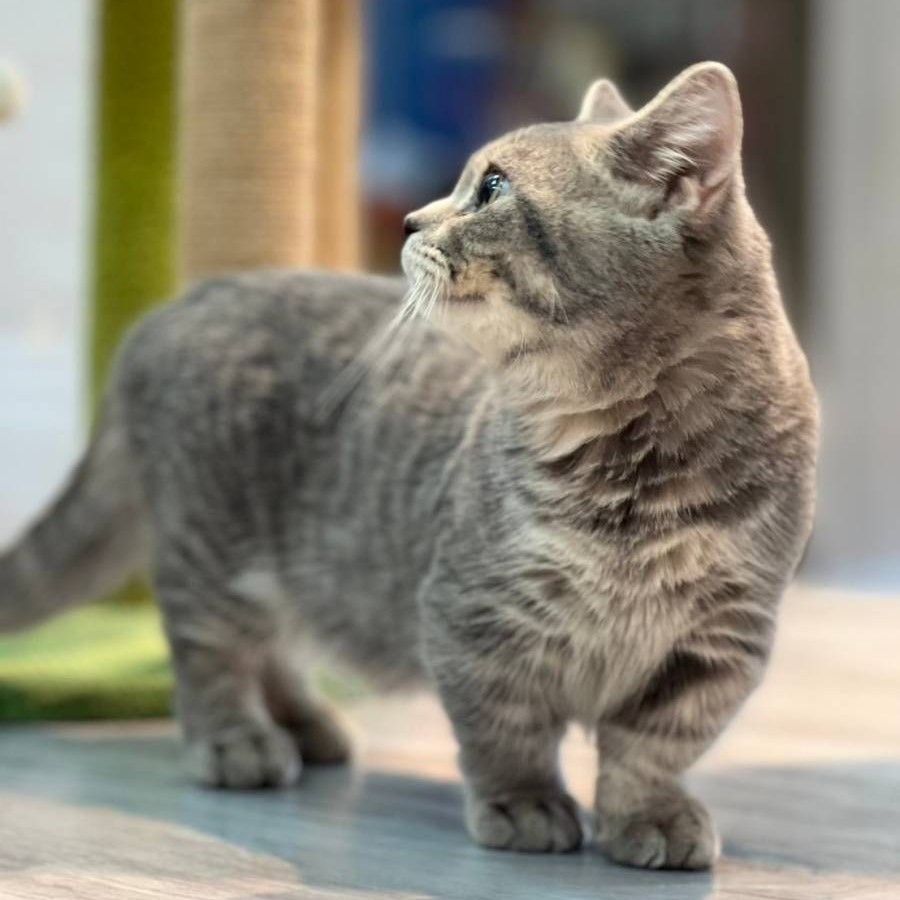 【已售出】曼赤肯-藍虎斑