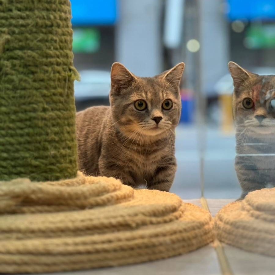 【已售出】曼赤肯-藍虎斑