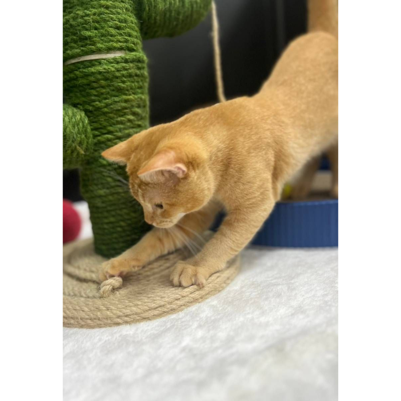 【已售出】英短-橘