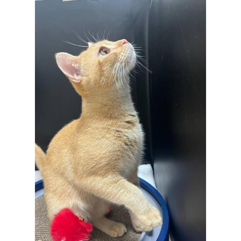 【已售出】英短-橘