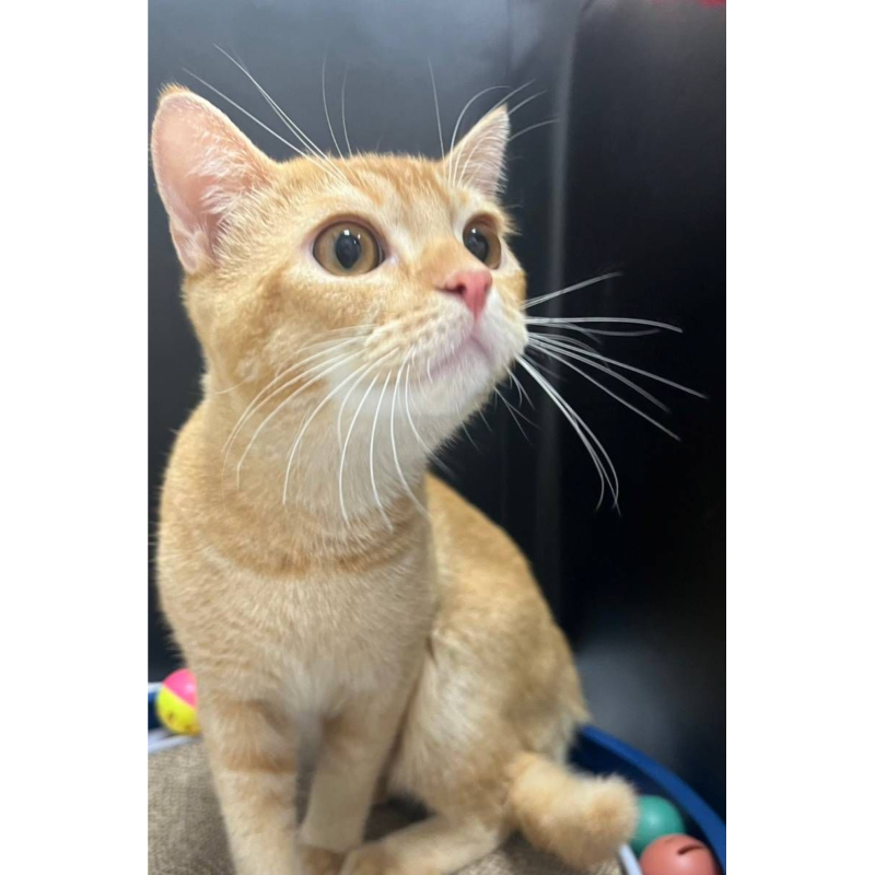 【已售出】英短-橘