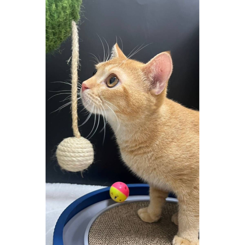 【已售出】英短-橘