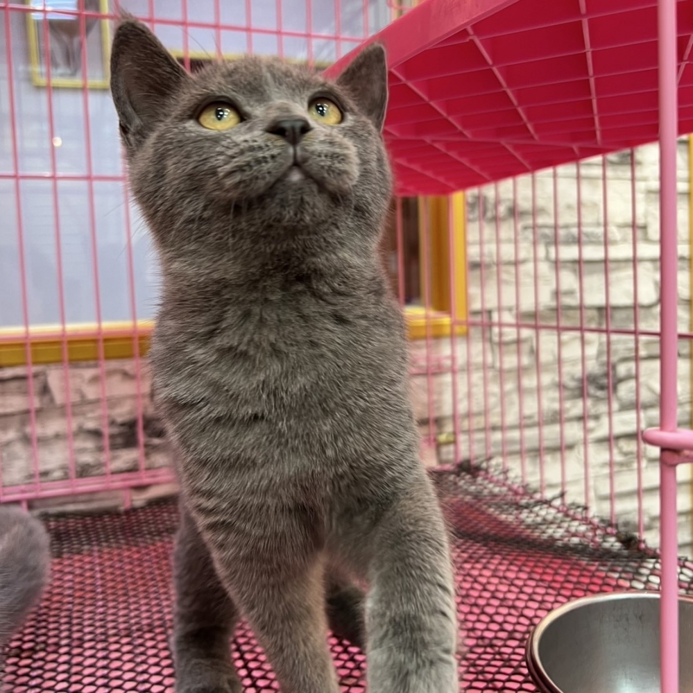 【已售出】英短-藍