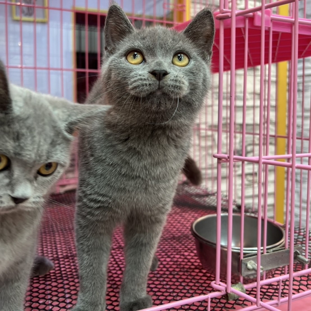 【已售出】英短-藍