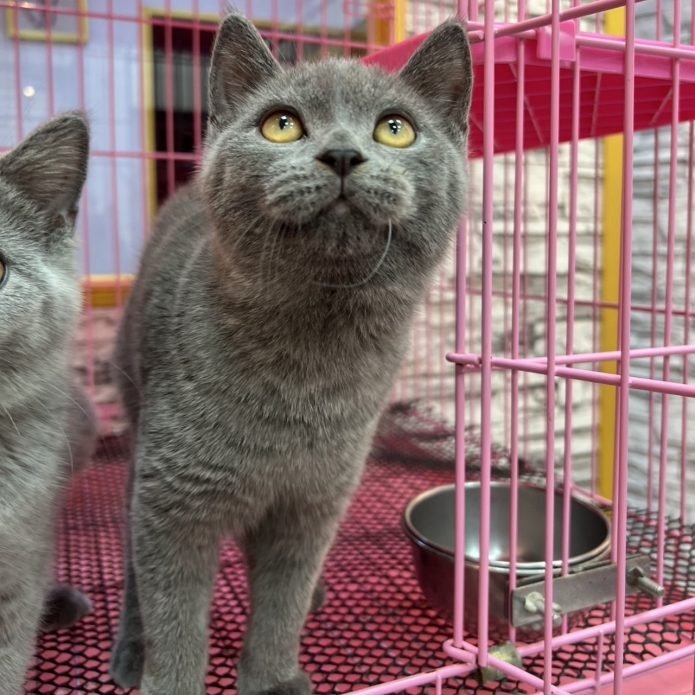 【已售出】英短-藍